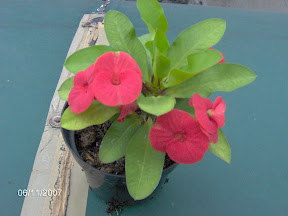 share-all-about-euphorbia-nich