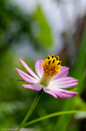 pentax-village---part-3--the-legend-still-continues