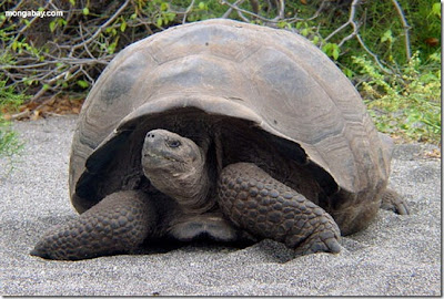 GALAPAGOS ! Salah satu situs warisan dunia !