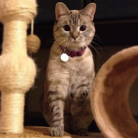 kucing narsis &#91;+PIC&#93;