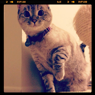 kucing narsis &#91;+PIC&#93;