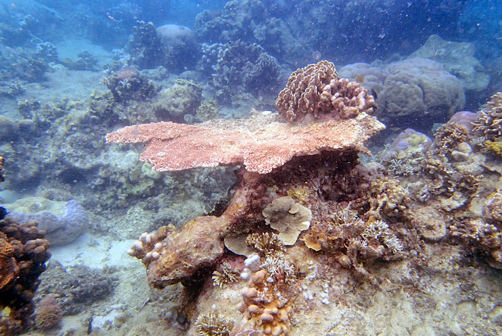Trip Report : Memanjakan Mata Di Bawah Laut Pulau Tunda. Full Picture!