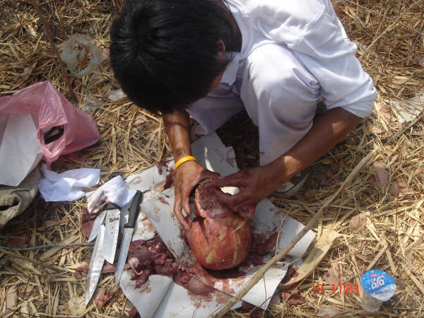 Foto Pengolahan Daging Manusia Menjadi Makanan (18+)