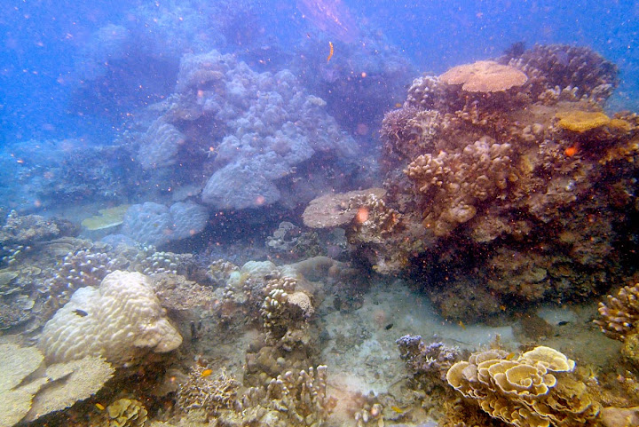 Trip Report : Memanjakan Mata Di Bawah Laut Pulau Tunda. Full Picture!