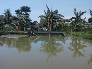 Bisnis Patin Makin Menjanjikan