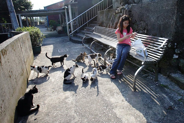 WOW !! Desa Kucing di Taiwan, Houtong Cat Village