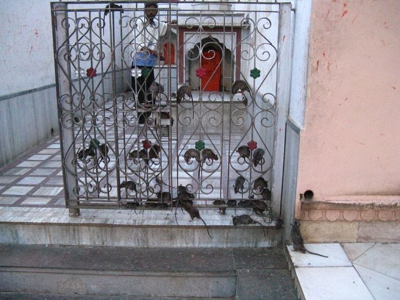 Uniknya &quot;KARNI MATA&quot; Kuil Tikus di India