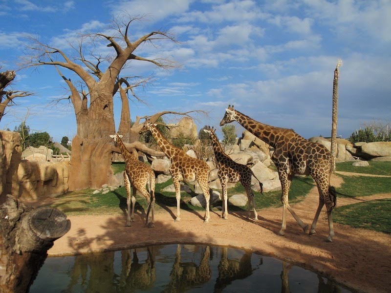 Bioparc Valencia: Kebun Binatang Dengan Nuansa Alam yang Kental