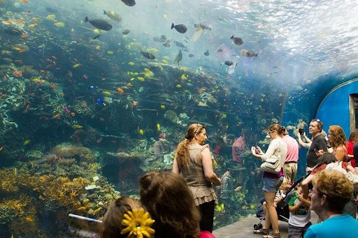Georgia Aquarium: Aquarium Terbesar di Dunia