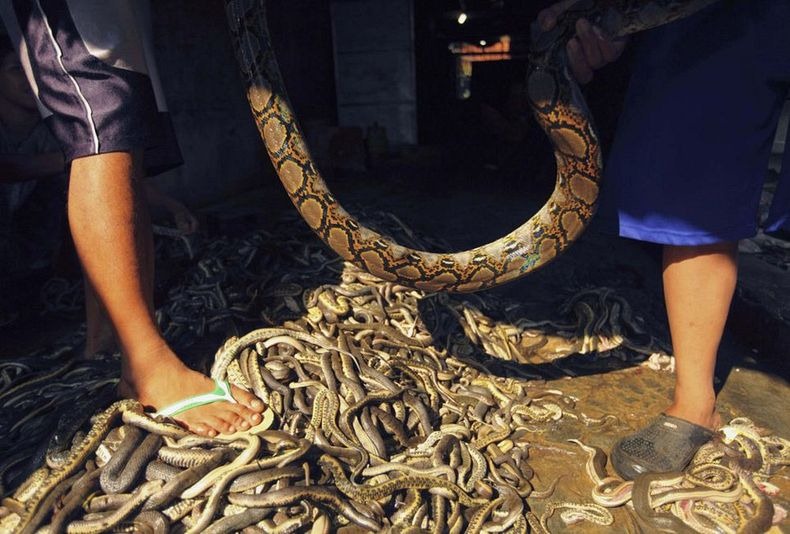 PABRIK KULIT ULAR DI INDONESIA (JAWA BARAT) &#91;+PIC&#93; (SUMBER : WEBSITE LUAR NEGRI)