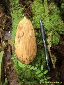 (Full Pic) Pohon Ulin, Pohon Terbesar dan Tertua di Indonesia