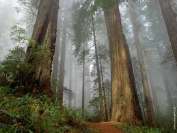 (Full Pic) Pohon Ulin, Pohon Terbesar dan Tertua di Indonesia