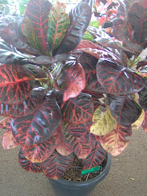 flora-puring-lovers-here