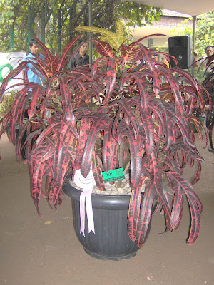 flora-puring-lovers-here