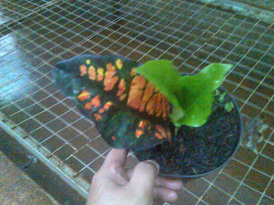 flora-puring-lovers-here