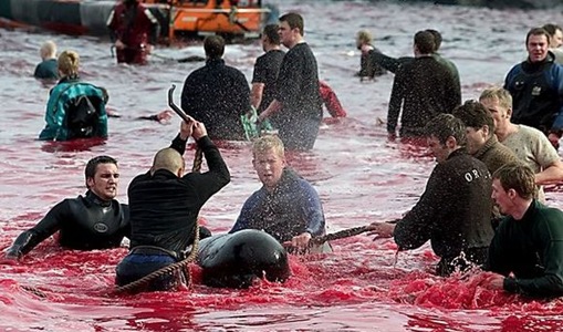 Foto-Foto Pembantaian Lumba-lumba Untuk Ritual &#039;Kedewasaan&#039; di Denmark !!!
