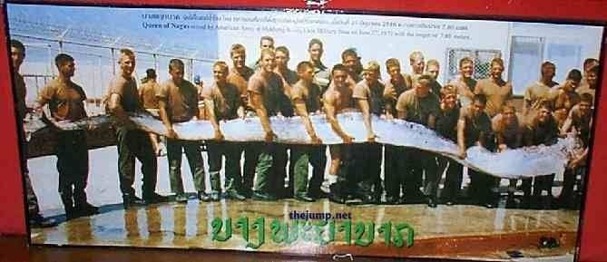 Oarfish : Ikan Terpanjang yang Sering Dikira Ular