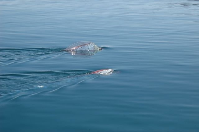 Oarfish : Ikan Terpanjang yang Sering Dikira Ular