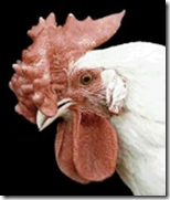 Tipe Tipe Jengger Ayam