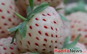 3 Inovasi Buah-Buahan yang Unik