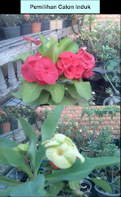 share-all-about-euphorbia-nich