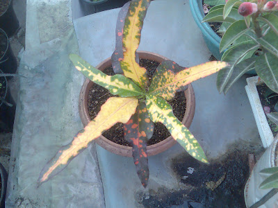 flora-puring-lovers-here