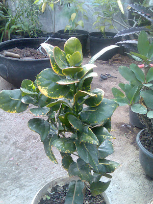 flora-puring-lovers-here