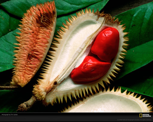 3 Inovasi Buah-Buahan yang Unik