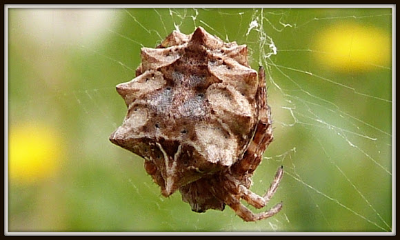 Encyclopedia Laba - Laba (Spider) ( WorldPedia Series )