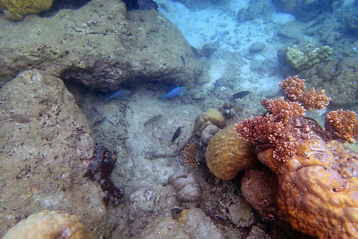 Trip Report : Memanjakan Mata Di Bawah Laut Pulau Tunda. Full Picture!