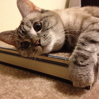 kucing narsis &#91;+PIC&#93;