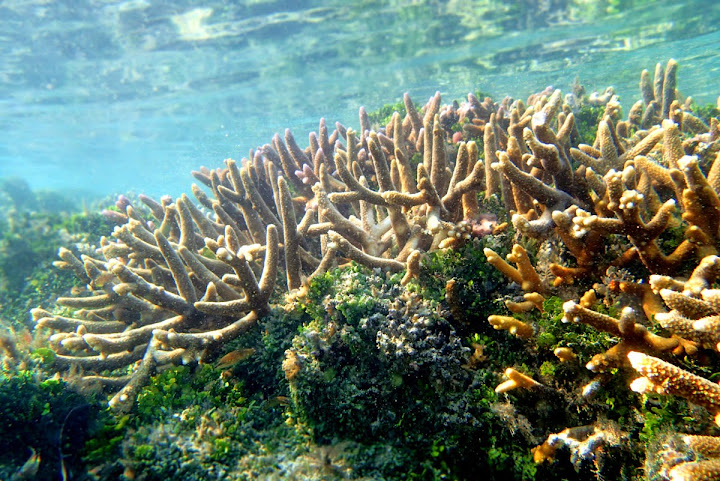 Trip Report : Keindahan Anak Gunung Krakatau. Full Picture! 
