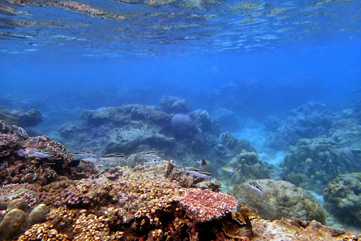 Trip Report : Memanjakan Mata Di Bawah Laut Pulau Tunda. Full Picture!