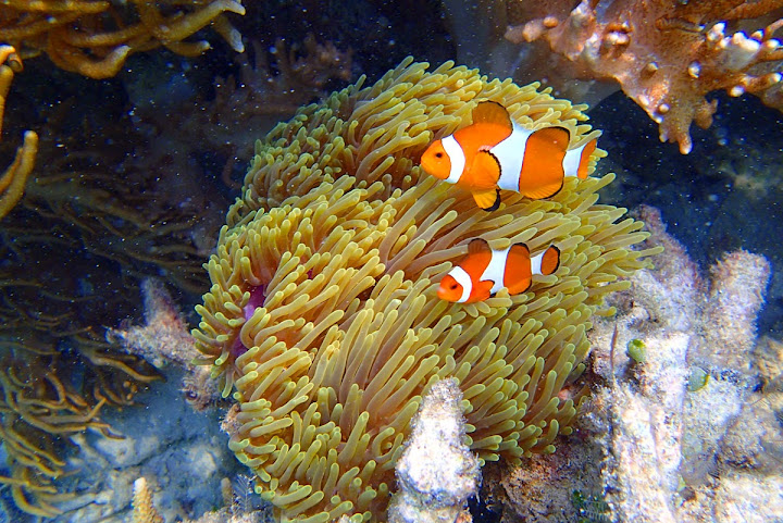 Trip Report : Pesona Pulau Legundi dan Teluk Kiluan. Full Picture!