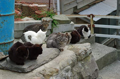 Tashirojima, Pulau Dengan Populasi Kucing Terbanyak