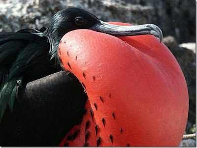 GALAPAGOS ! Salah satu situs warisan dunia !
