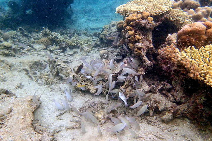 Trip Report : Rame-Rame ke Pulau Harapan, Kep. Seribu. Full Picture!