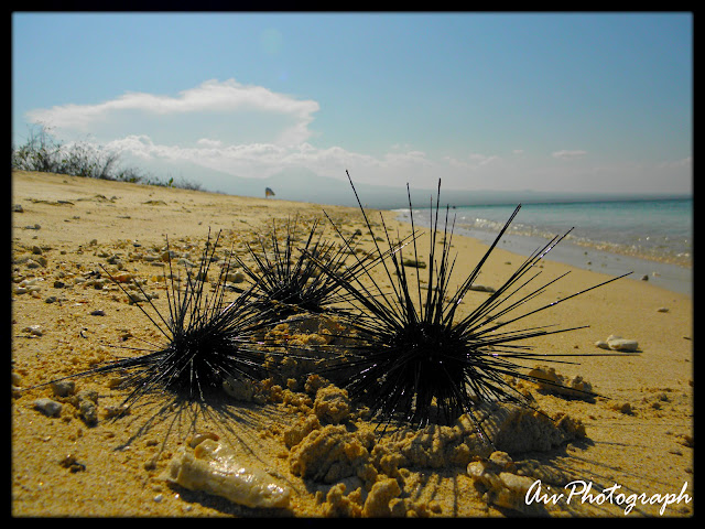 &#91;CATPER&#93; Pulau Tabuan