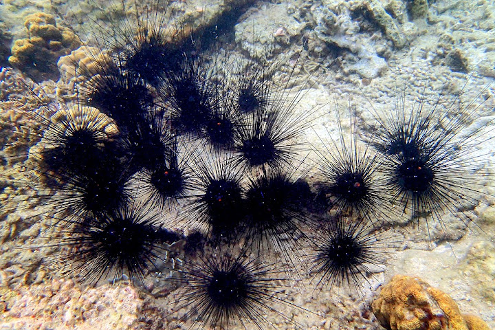 Trip Report : Rame-Rame ke Pulau Harapan, Kep. Seribu. Full Picture!