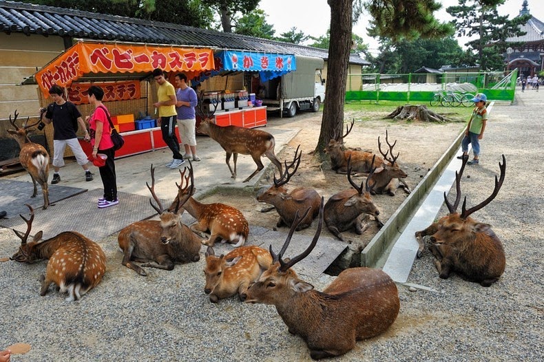 Menjelajahi Kota Nara di Jepang, Kota yang Dipenuhi Oleh Rusa