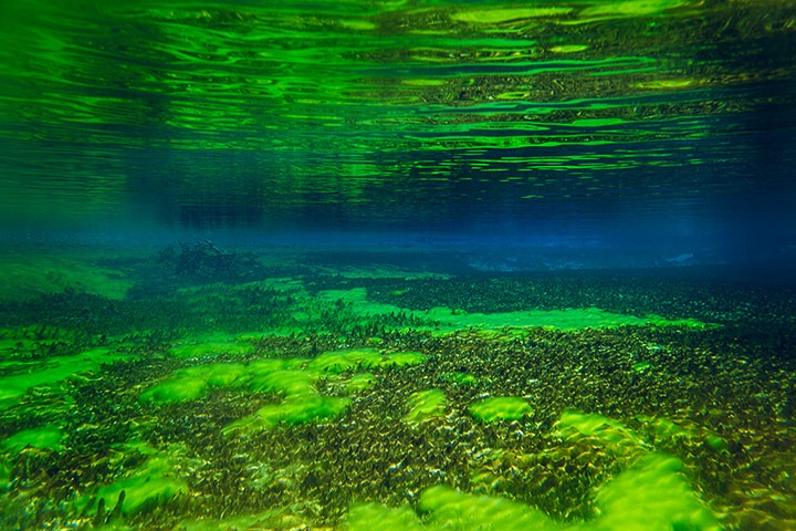 Blue Lake Nelson (New Zealand): Danau Terjernih Di Dunia