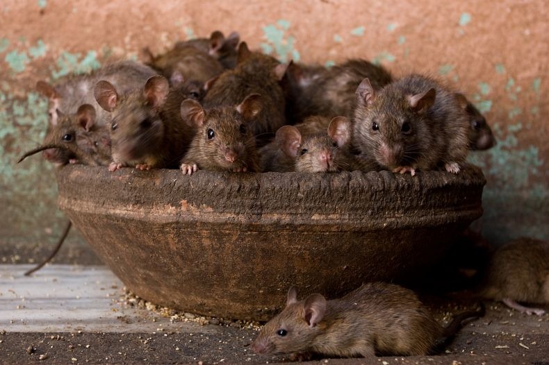 Uniknya &quot;KARNI MATA&quot; Kuil Tikus di India