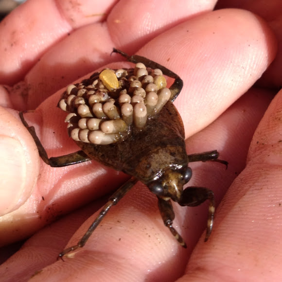 Giant Water Bug, serangga unik yang hidup di Air