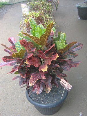 flora-puring-lovers-here