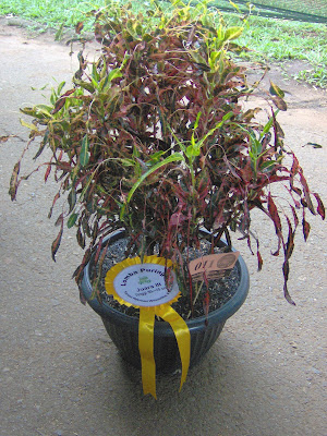 flora-puring-lovers-here