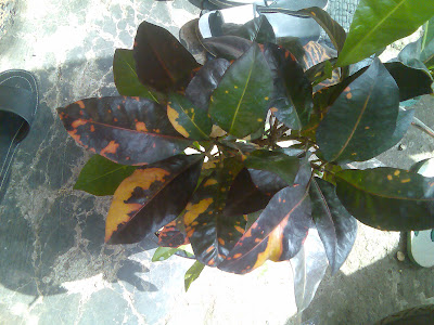 flora-puring-lovers-here