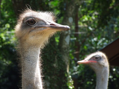 Burung-Burung Paling Mematikan Di Dunia