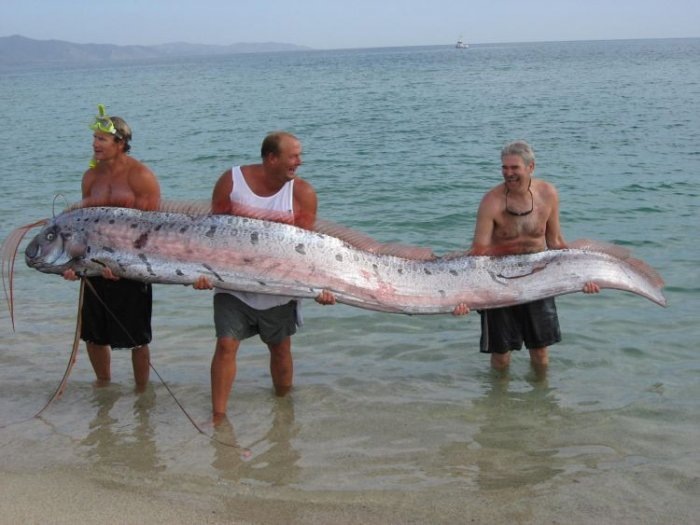 Oarfish : Ikan Terpanjang yang Sering Dikira Ular