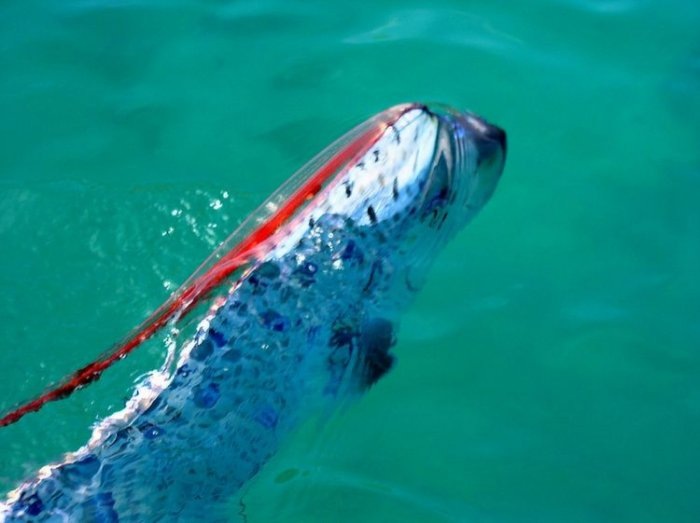 Oarfish : Ikan Terpanjang yang Sering Dikira Ular