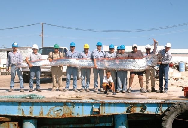 Oarfish : Ikan Terpanjang yang Sering Dikira Ular